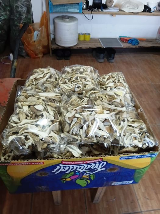 Сушеные грибы вешенка