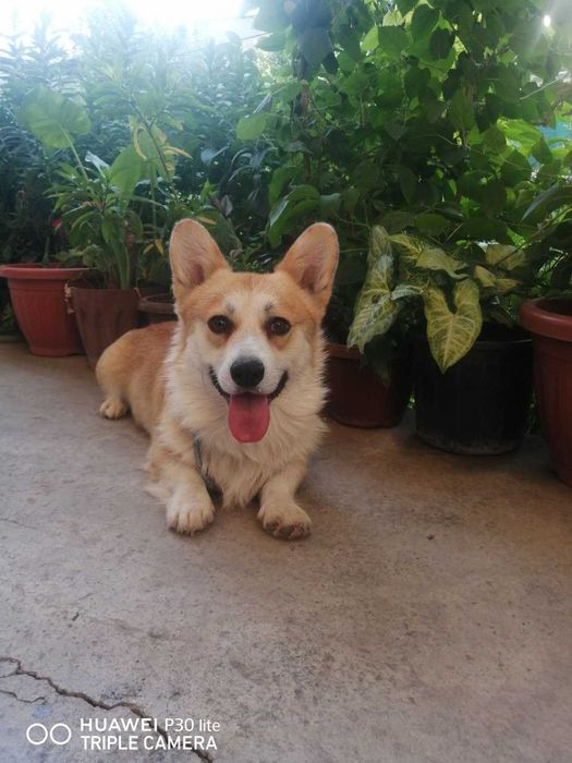 Вязка Вельш Корги Пемброк Великолепный