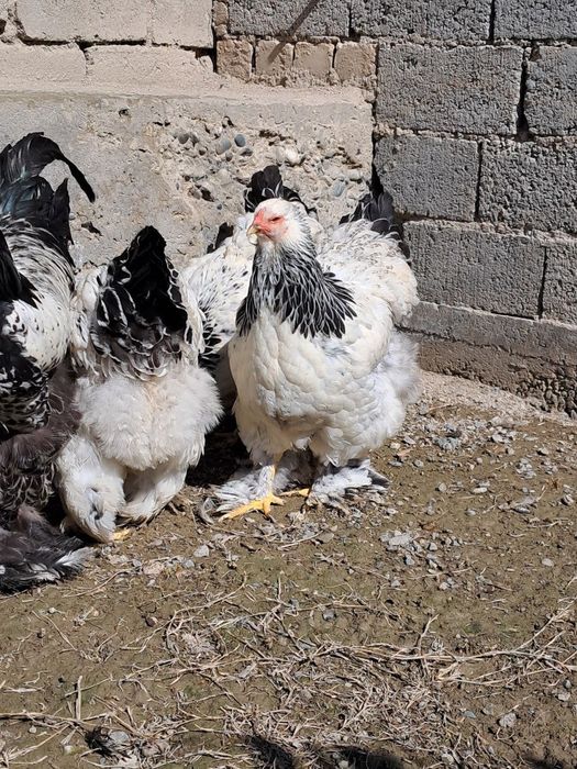 Гигант брама тухумлари