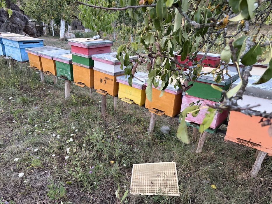 Familii de albine