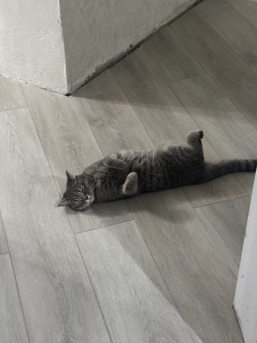 Отдам кошечку в добрые руки