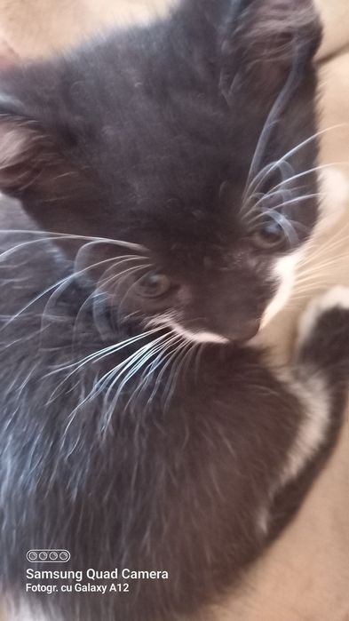 Motaneii 6 săptămâni