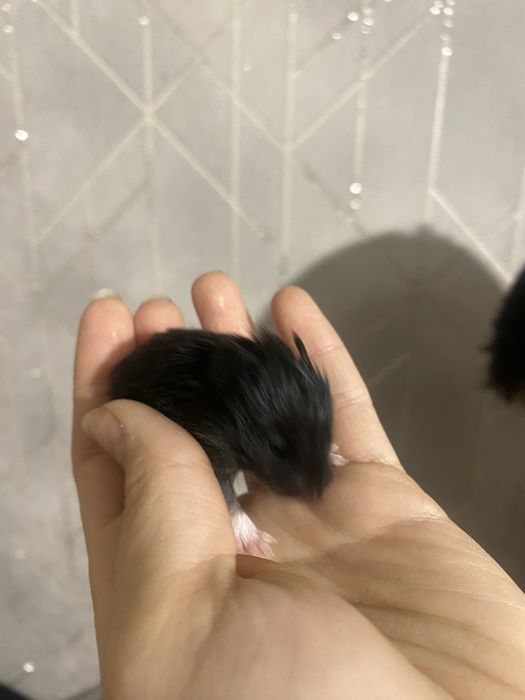 Сирийские хомяки