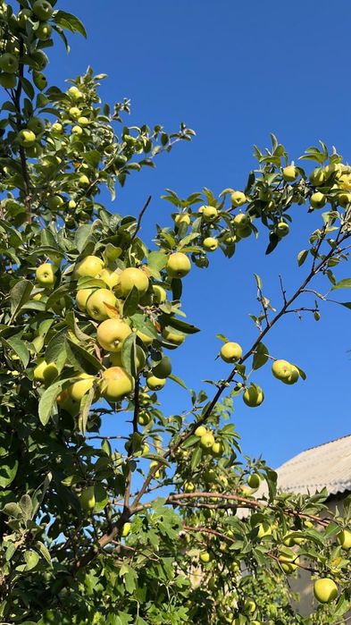 Продам дом в село Коянды