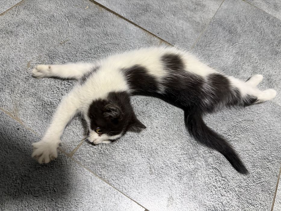 Котенок ищет  дом