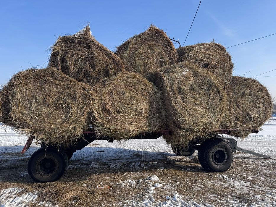 Сено зелёнка луговая. 300кг