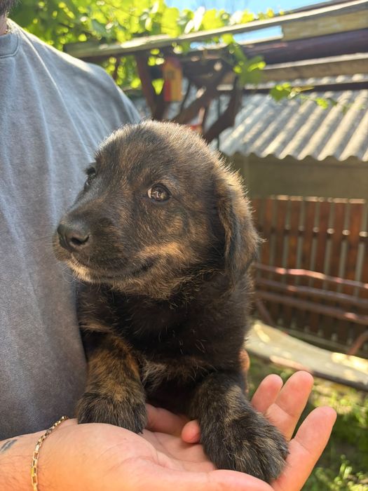Dau căței spre adopție în județul Iași