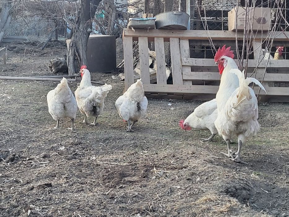 Бресс гальские цыплята продаются.