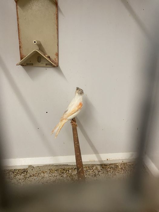 Vand Canari  Arlechin Portughez