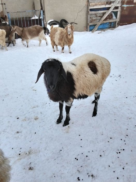 Буаз қойлар сатылады