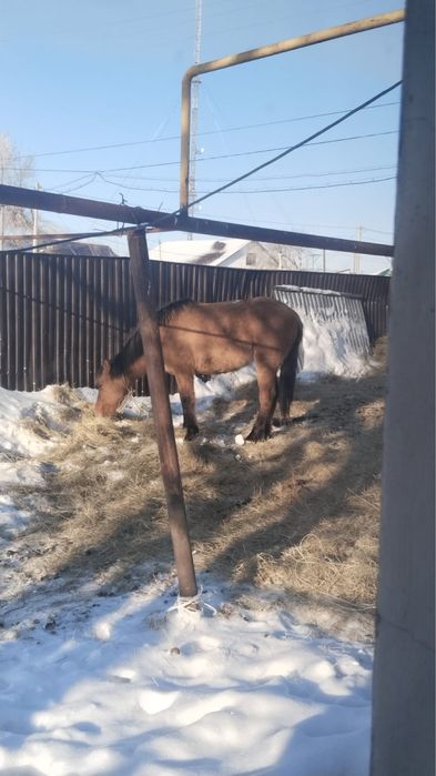 Продам 3 годовалого жеребца