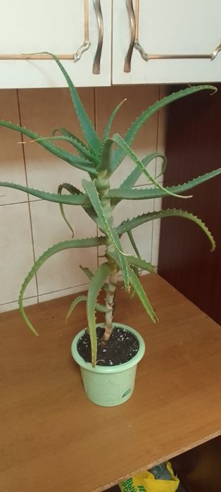 Продам алоэ вера.