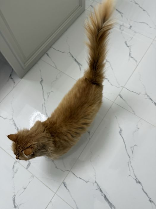 Породистая кошка. Кострированный домашний