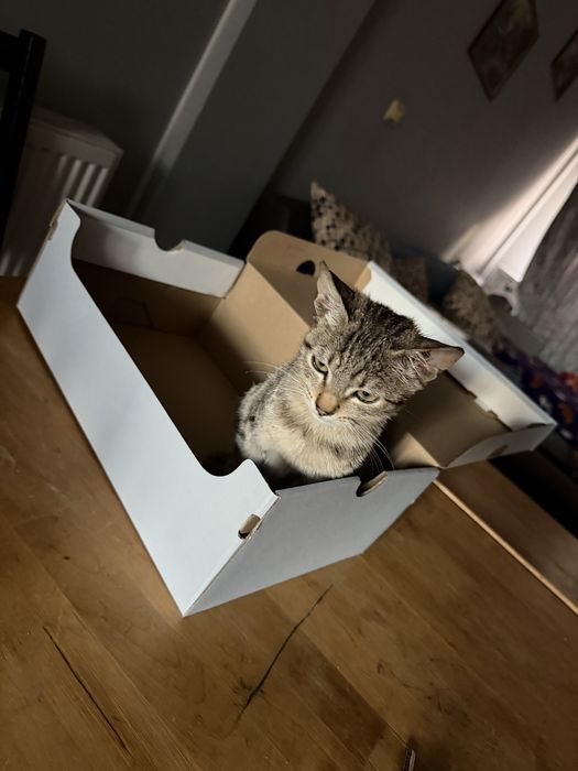 Adoptie pisica,zona Voluntari,Bucuresti