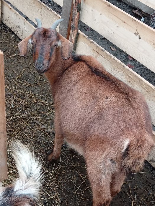 Vând 4 capre şi un țap