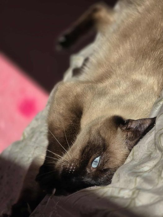 Продавам Сиамска котка