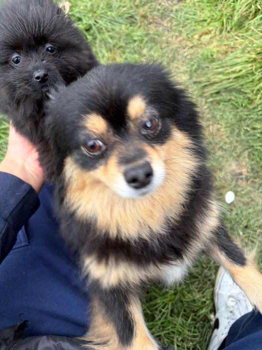 Шпиц-померан Черни