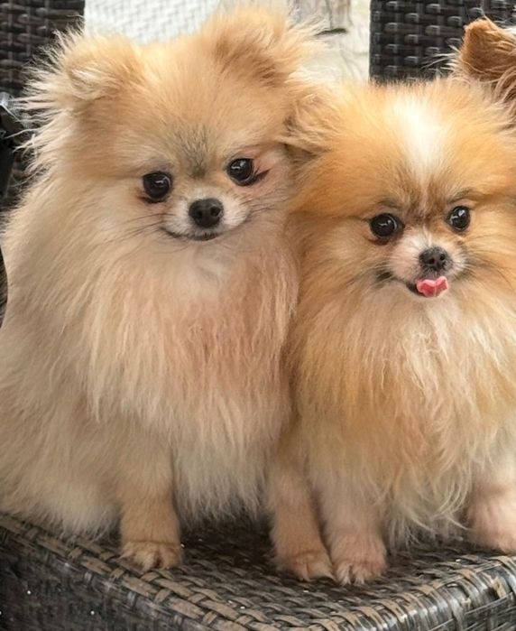 Померан/мъжко и женско