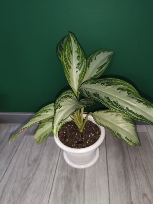 Продам домашнюю Аглонему