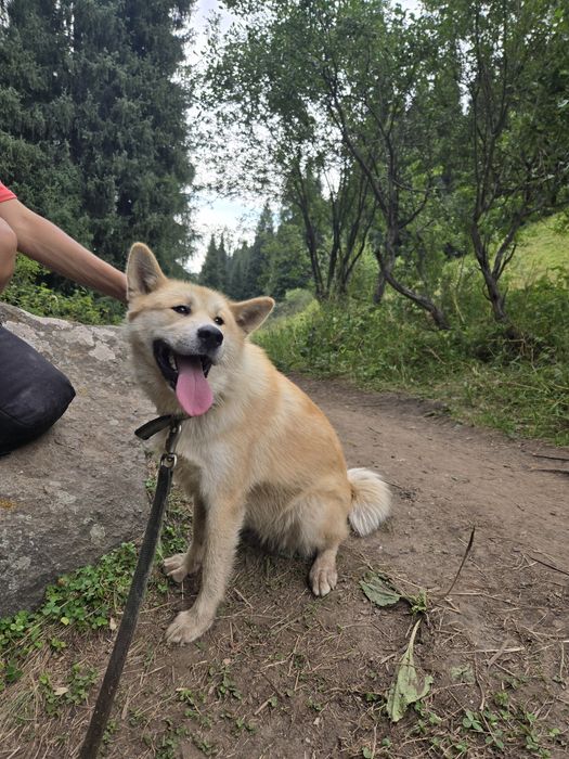 Акита ину девочка 1год и 2месяца