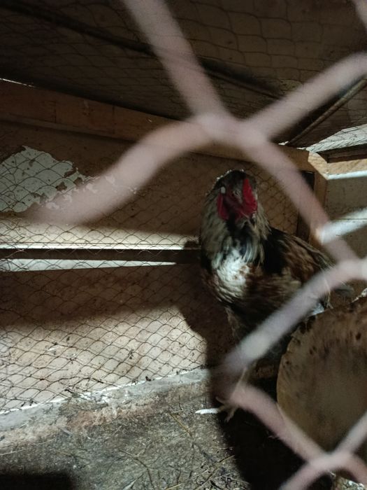 Xoʻroz sotiladi yosh xali