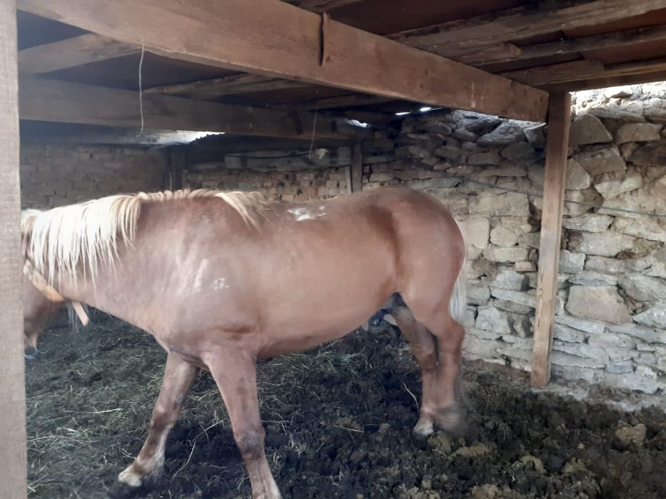 Айгыр сатылады 5 жасар 650000