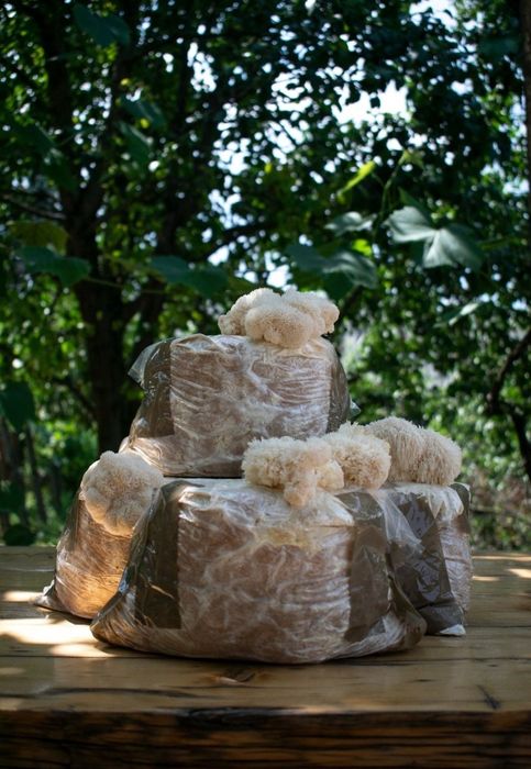 Tinctura coama leului, ganoderma, coada curcanului