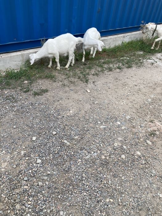 Продам двух козлят