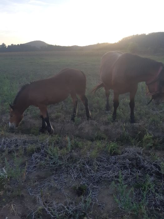 Vand iapa cu manza sau schimb cu vaca tânără
