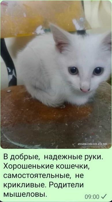 Очень красивые кошечки