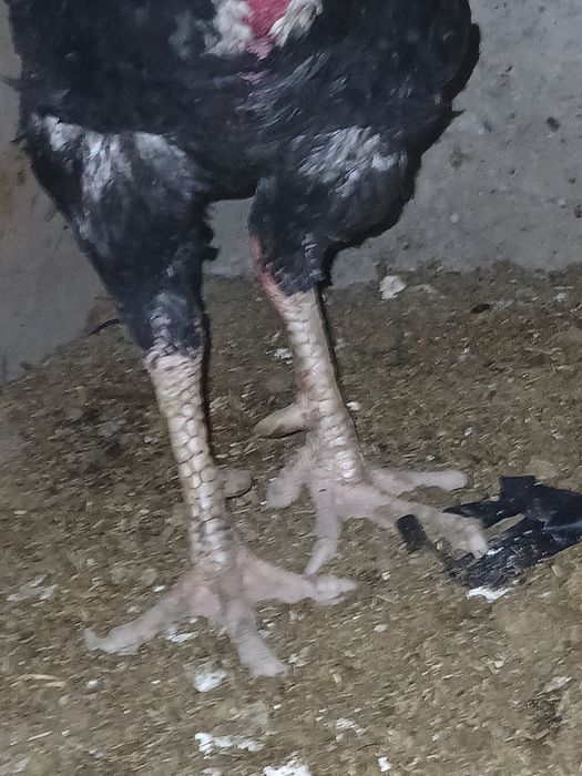 Сату дакан петух