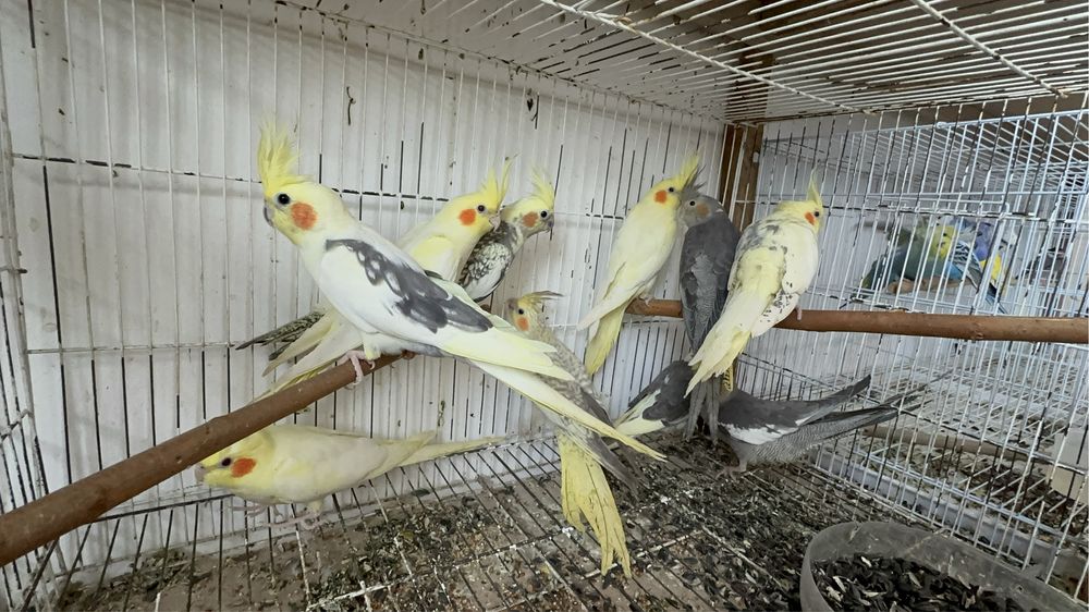 Продается попугай Кореллы