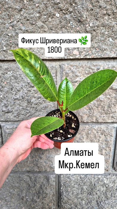 Комнатные растения