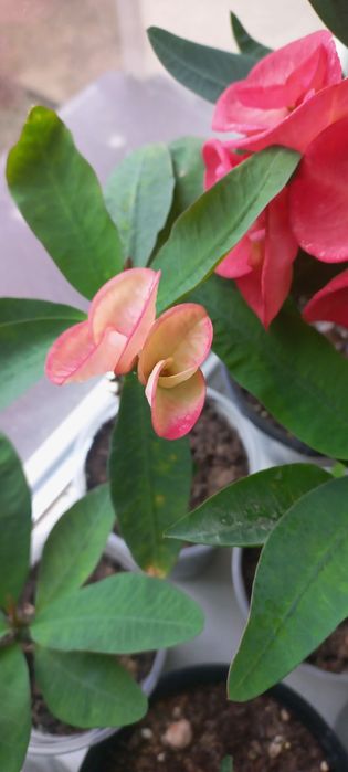 Молочаи эуфорбия