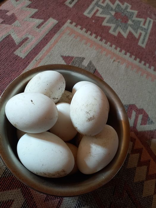 Гусиные яйца, серый