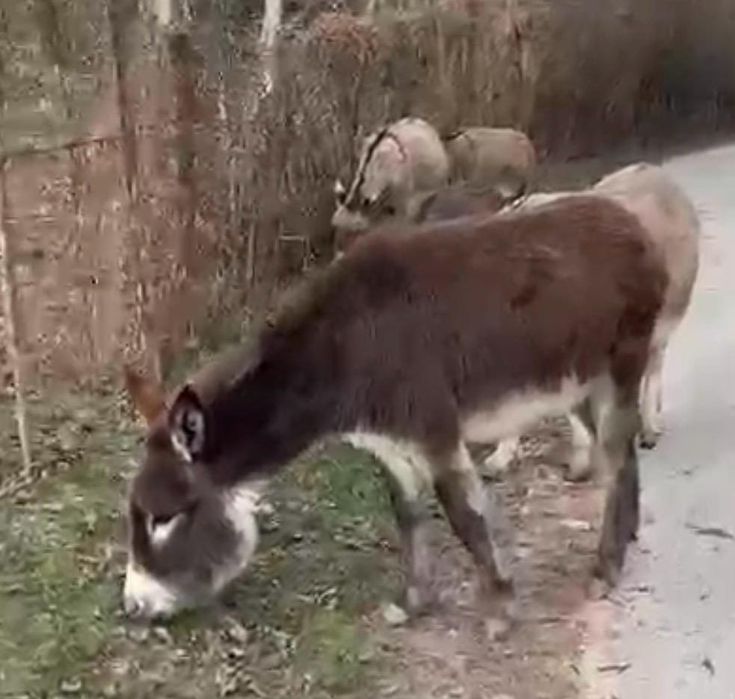 Măgărețe de vanzare