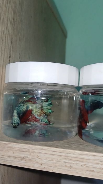 Петушок [BETTA FISH]