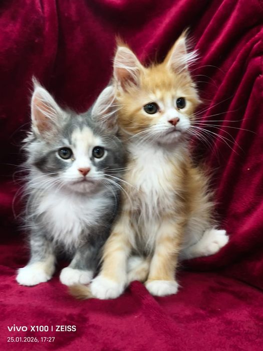 Продам котят мейн кун