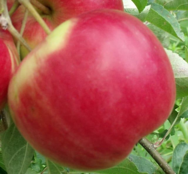 Pomi fructiferi străvechi din  Glia strămoșească soiuri de mar