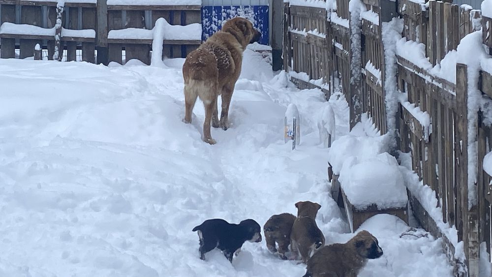 Продам щенят бесплатно