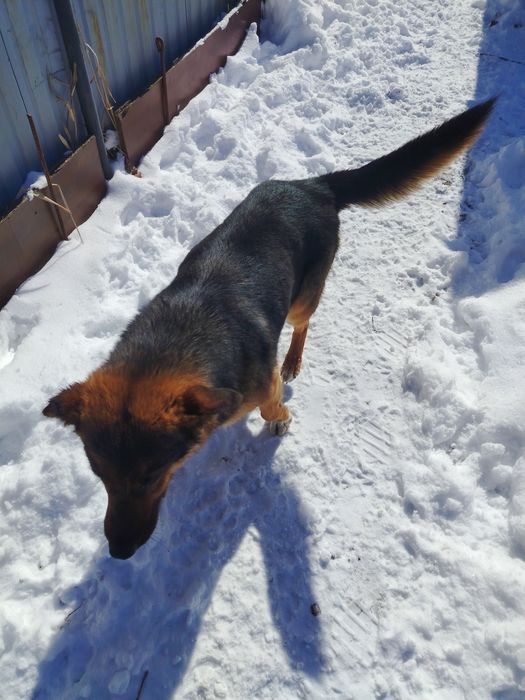 Продам немецкий Овчарка