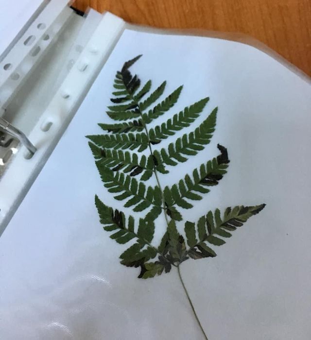 Ierbar plante medicinale