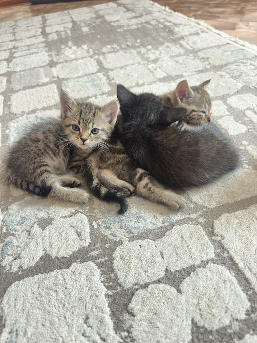 Котята британцы короткошерстные