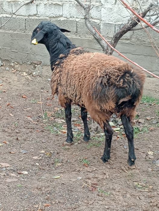 Кой кошкар семыз