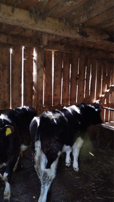 Vand vaca cu 2 vitei