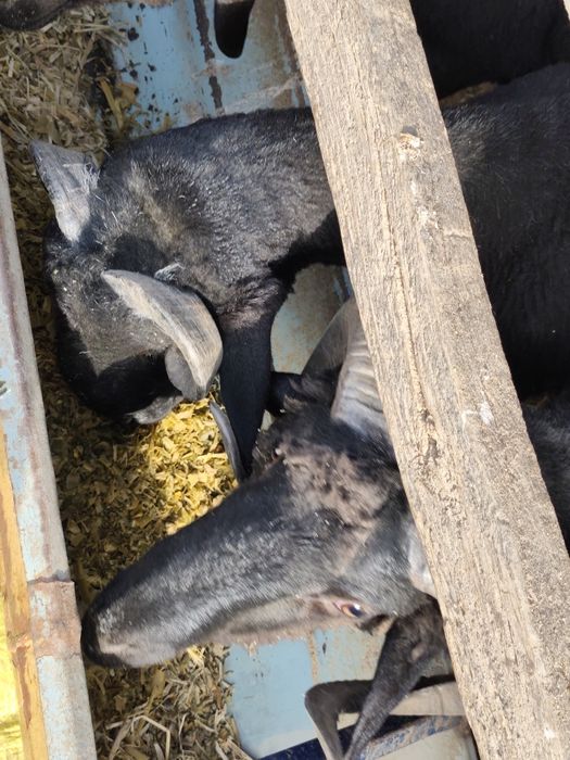 Qoʻchqorlar sotiladi