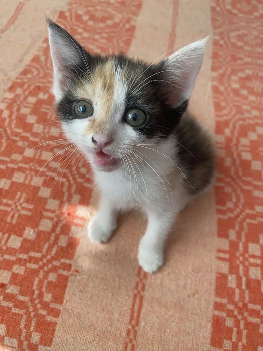 Отдам котенка 1,5 месяца, девочки.