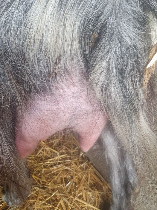 Capra la prima fătare