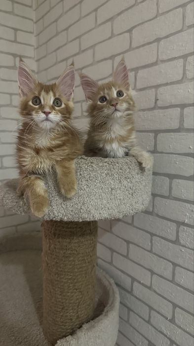 Продажа/Котят/Породистые/