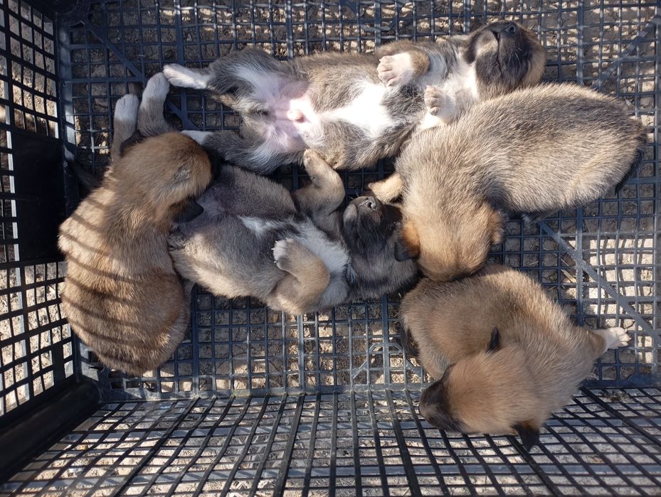 Donez cățeluș talie mică/medie